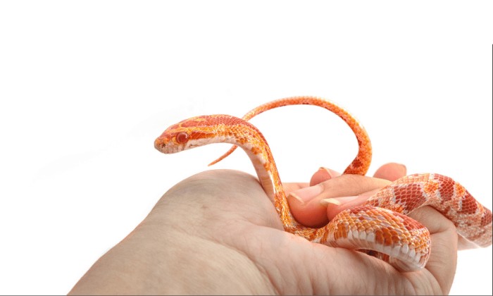 Phụ nữ mang thai mơ thấy rắn là điểm lành