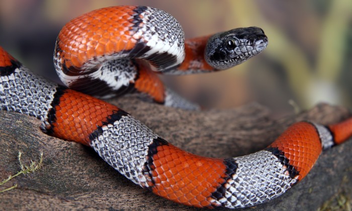 Người cao tuổi mơ rắn con là điềm báo sức khỏe tích cực