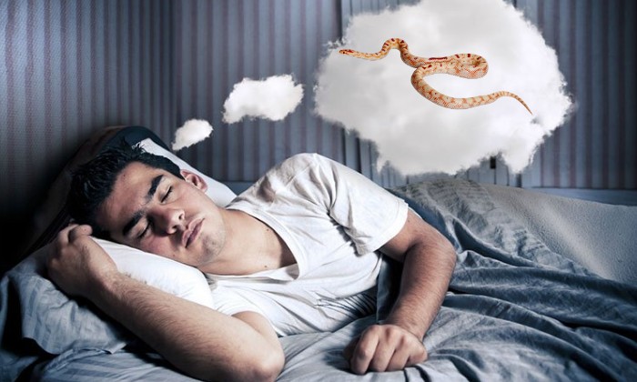 Bật mí con số tài lộc khi mơ thấy rắn đỏ